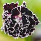 Vevet And Lace Carnation 25 Seeds Cutting Fresh Garden
