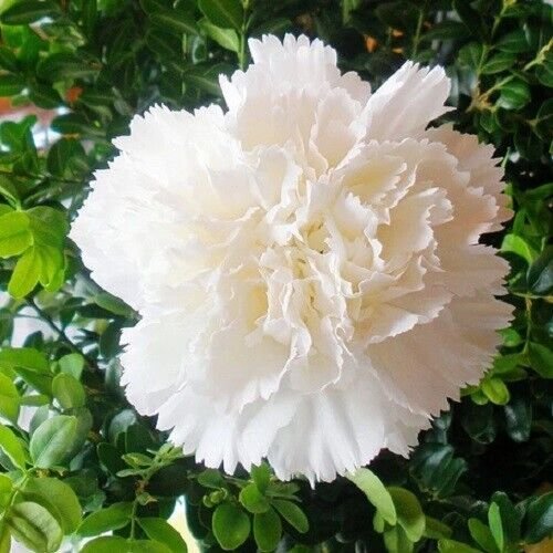 Jeanne Dionis Carnation 25 Seeds Cutting Fresh Garden