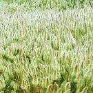 Rabbits Foot Grass 100 Seeds (Polypogon Monspeliensis) Fresh Garden