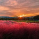 Pink Muhly Grass 10 Seeds Muhlenbergia Reverchonii Fresh Garden