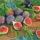 Chicago Hardy Fig Tree 25 Seeds Fic Carica Franciscana Fresh Garden