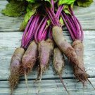 Cylindra Beet 50 Seeds Fresh Garden