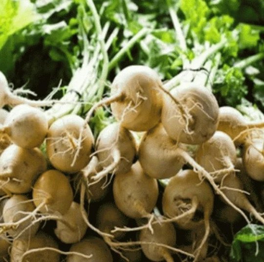 Albino Beet 50 Seeds Fresh Garden