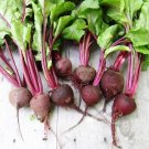 Crosny Egyptian Beet 50 Seeds Fresh Garden