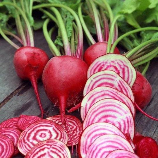 Chioggia Beet 50 Seeds Fresh Garden
