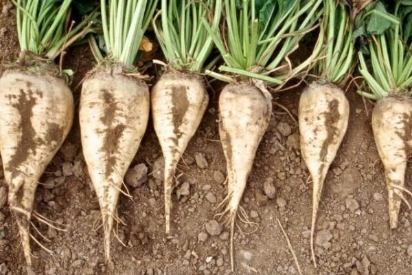 White Sugar Beet 50 Seeds Fresh Garden