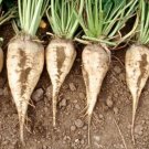 White Sugar Beet 50 Seeds Fresh Garden