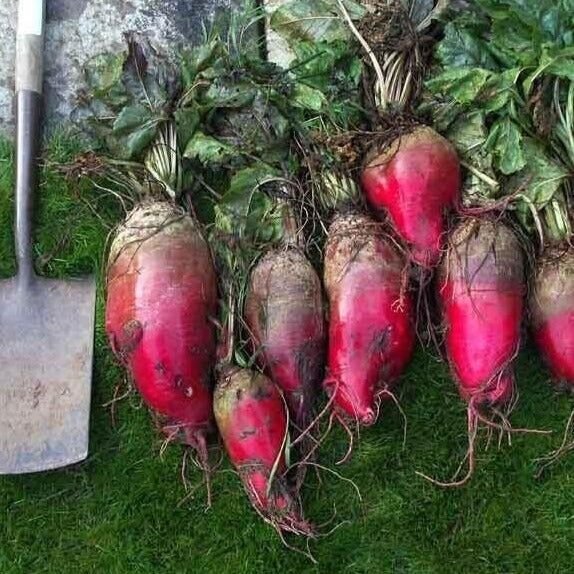 Red Mammoth Mangels / Fodder Beet 50 Seeds Fresh Garden
