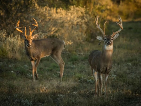 Buck Forage Plot Mix 1000 Seeds Fresh Garden