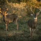 Buck Forage Plot Mix 1000 Seeds Fresh Garden