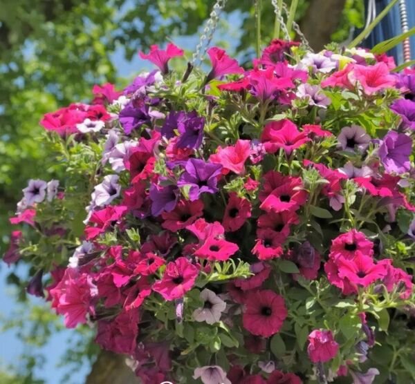 Dwarf Petunia Mix 50 Seeds Fresh Garden