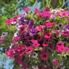 Dwarf Petunia Mix 50 Seeds Fresh Garden
