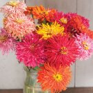 Zinnia Cact Flowered Mix 25 Seeds Fresh Garden