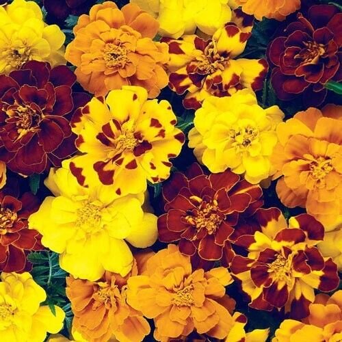 French Marigold Mix 50 Seeds Fresh Garden