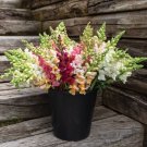 Snapdragon Giant Tetra Mix 20 Seeds Fresh Garden