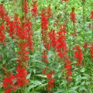 Cardinal Flower Seeds 100 Seeds Fresh Garden