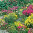 All Perennial Colorful Wildflower Mix 1000 Seeds Fresh Garden