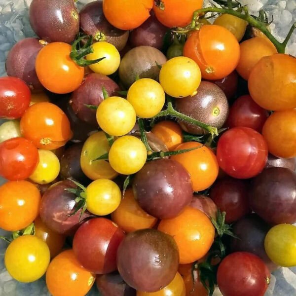 Rainbow Cherry Tomato Mix 25 Seeds Fresh Garden