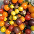 Rainbow Cherry Tomato Mix 25 Seeds Fresh Garden