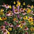 Bird Butterfly Bee Colorful Wildflower Mix 1000 Seeds Fresh Garden