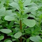 Green Purslane 100 Seeds Heirloom Fresh Garden