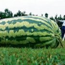 Carolina Cross Watermelon 25 Seeds Fresh Garden