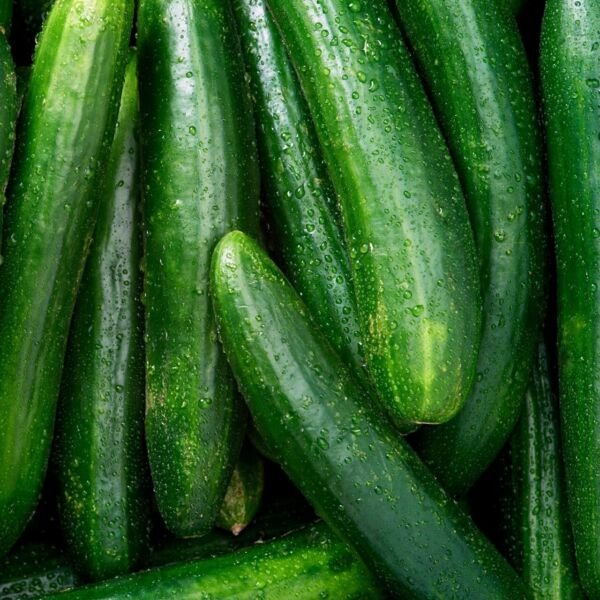 Cucumber Seeds Beit Alpha Cucumber 25 Seeds Heirloom Non Gmo Vegetable Fresh Garden