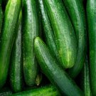 Cucumber Seeds Beit Alpha Cucumber 25 Seeds Heirloom Non Gmo Vegetable Fresh Garden