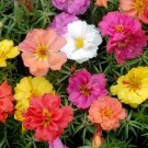 Moss Rose Double Mix 100 Seeds Fresh Garden