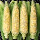 Xtra Tender Sweet Corn 25 Seeds Fresh Garden