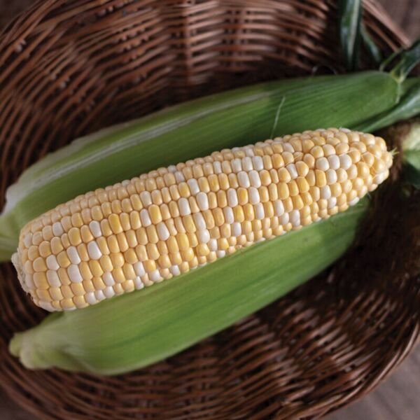 Seredipity Sweet Corn 25 Seeds Fresh Garden