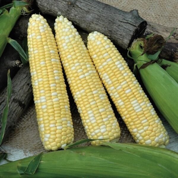 Obsession Sweet Corn 25 Seeds Fresh Garden