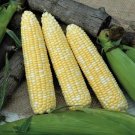 Obsession Sweet Corn 25 Seeds Fresh Garden