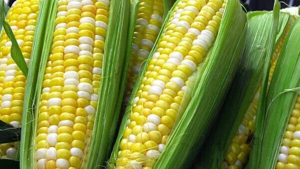 Lucio Sweet Corn 25 Seeds Fresh Garden