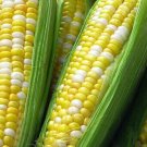 Lucio Sweet Corn 25 Seeds Fresh Garden