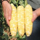 Ambrosia Sweet Corn 25 Seeds Fresh Garden