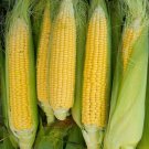 Early Sunglow Sweet Corn 25 Seeds Fresh Garden