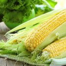 Krispy King Sweet Corn 25 Seeds Fresh Garden