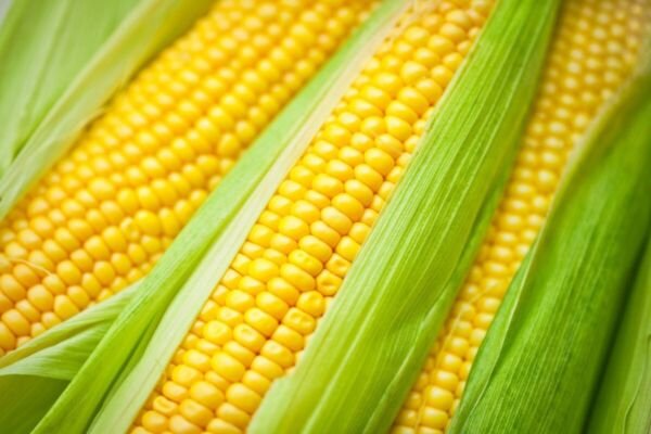 Golden Bantam Corn 25 Seeds Fresh Garden