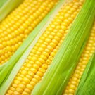 Golden Bantam Corn 25 Seeds Fresh Garden