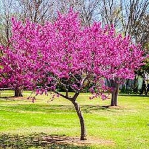 Red Bud Tree Seeds Cercis Canadensis 25 Seeds Ing Fresh Garden
