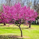 Red Bud Tree Seeds Cercis Canadensis 25 Seeds Ing Fresh Garden