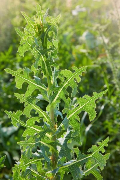 35 Wild Prickly Lettuce Seeds (Lactuca Serriola) Medicinal Fresh Garden