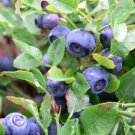 Blueberry Southern Highbush 50 Seeds (Vaccinium Corymbosum) Fresh Garden