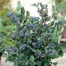 Florida Blueberry 50 Seeds Fresh Garden