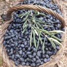 200 European Blueberry (Low Bush) Fresh Garden