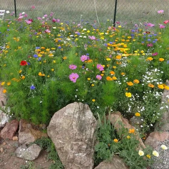 Dry Area Wildflower Seed Mix 1000 Seeds Heirloom Fresh Garden