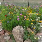 Dry Area Wildflower Seed Mix 1000 Seeds Heirloom Fresh Garden