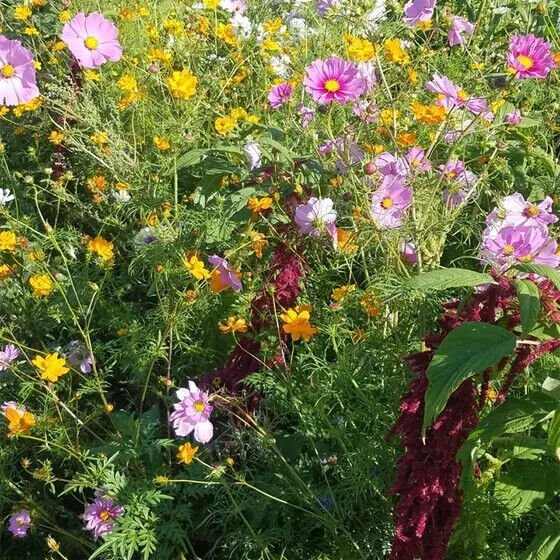 Spring Into Summer Wildflower Seed Mix 1000 Seeds Heirloom Fresh Garden