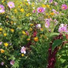 Spring Into Summer Wildflower Seed Mix 1000 Seeds Heirloom Fresh Garden
